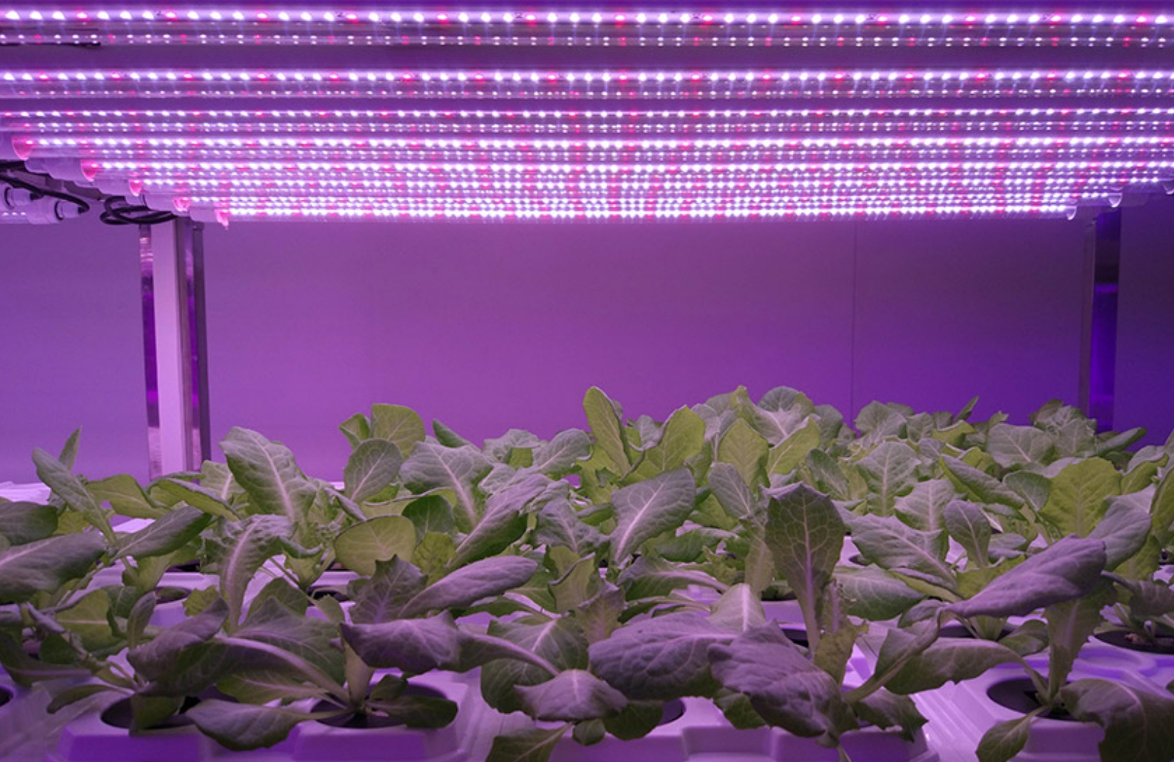 การประยุกต์ใช้แสงไฟ LED โรงงานในประเทศจีน